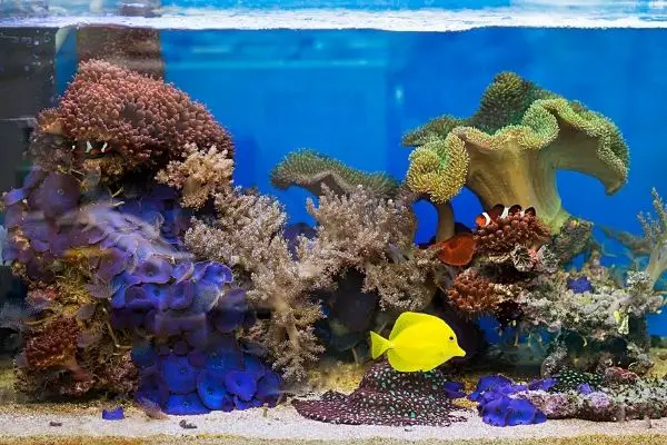 A moderate complexity saltwater aquarium set up has fish and some hardy corals