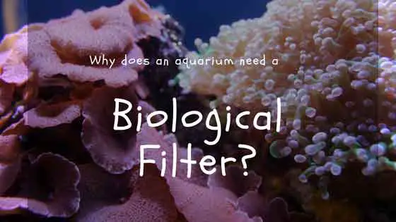 biological filter
