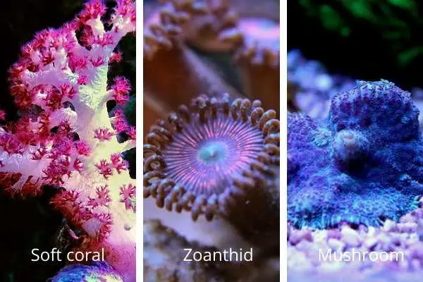 soft coral vs. zoanthid vs. mushroom 