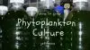 How to grow phytoplankton culture at home