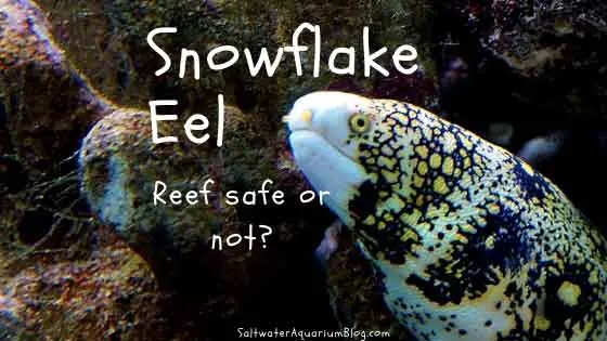 snowflake eel reef safe or not