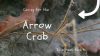 caring for the arrow crab in a reef tank