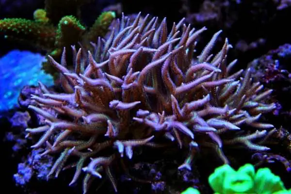 Purple bird's nest coral