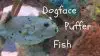 Dogface pufferfish care guide
