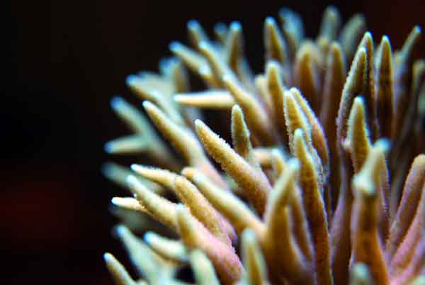seriatopora hystrix also know as the bird's nest coral