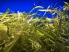23 Quick tips: controlling aquarium algae in a saltwater tank