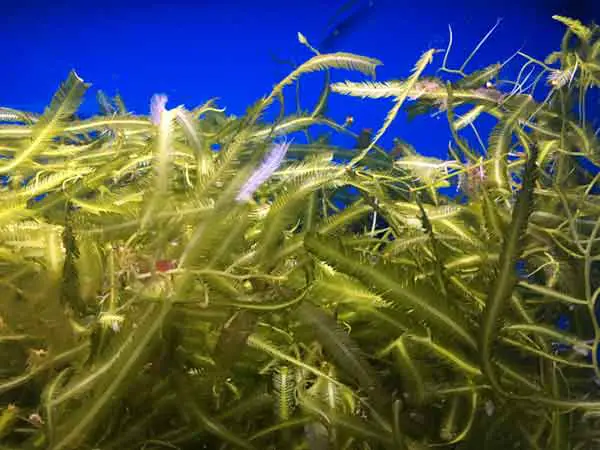 23 Tips: Controlling aquarium algae in a saltwater tank