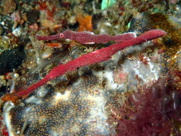 red pipefish care is extremely challenging