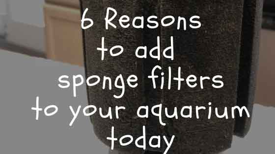 6 reasons to add sponge filters to your aquarium today