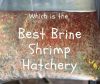 which is the best brine shrimp hatchery kit