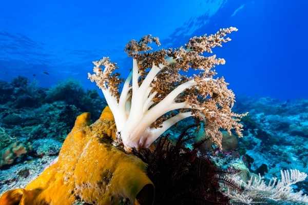 Kenya tree corals thrive in strong currents on reefs