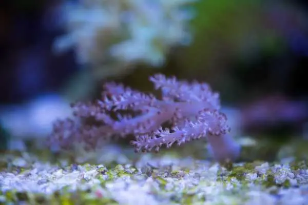 Kenya tree coral with purple color