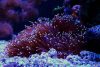 Elegance Coral: Catalaphyllia jardinei