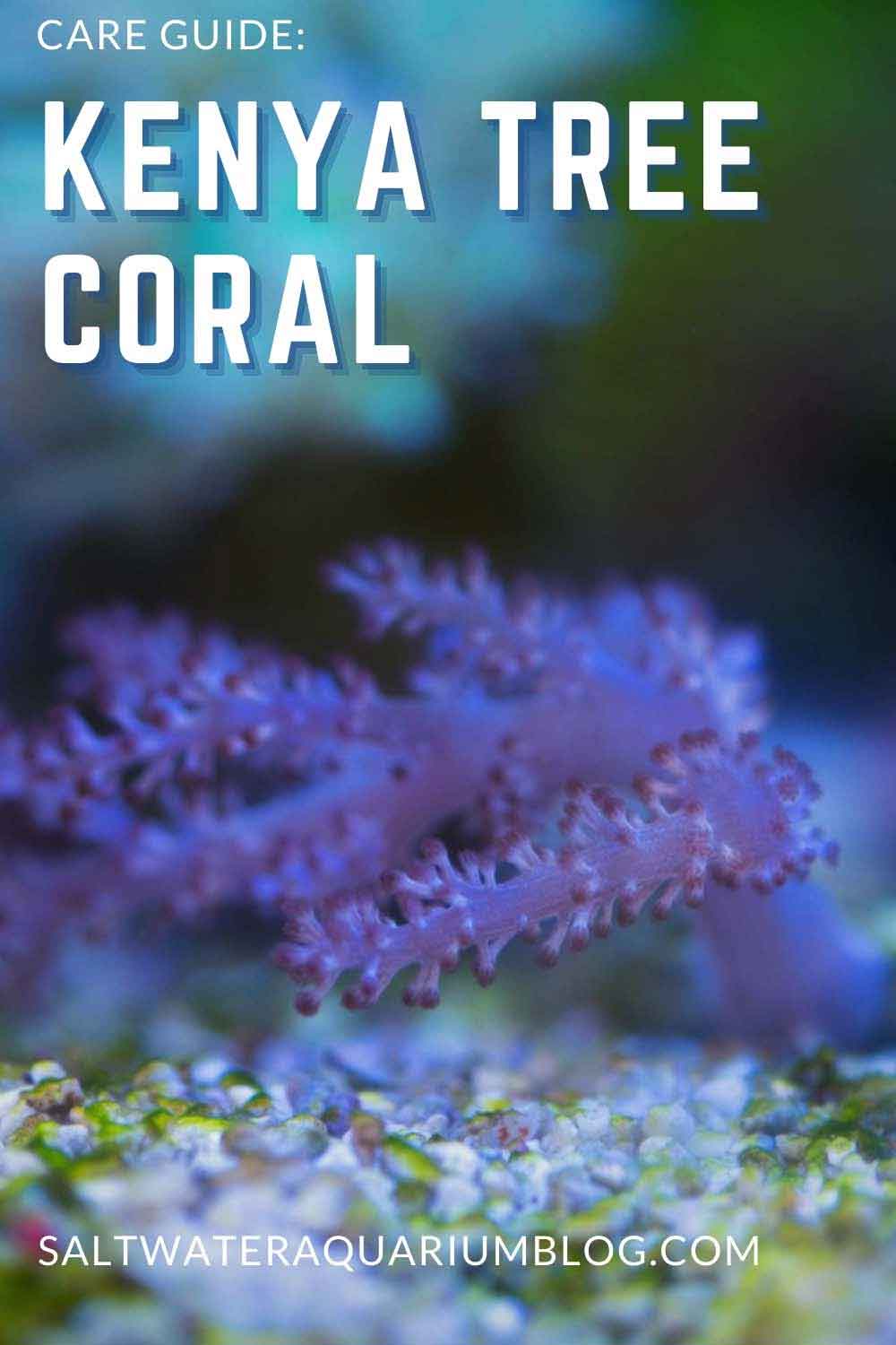 Kenya Tree Coral Care Guide
