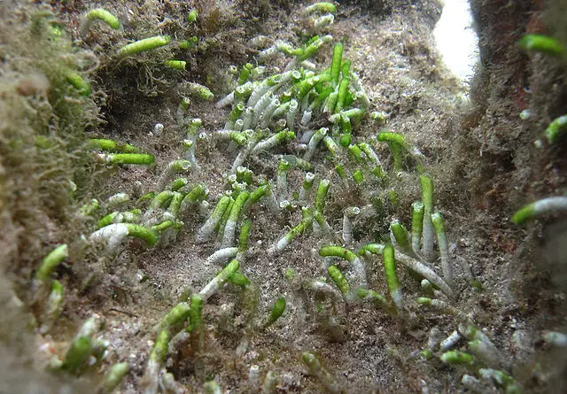 Neomeris algae looks strange, and it won't pose a problem for your reef tank