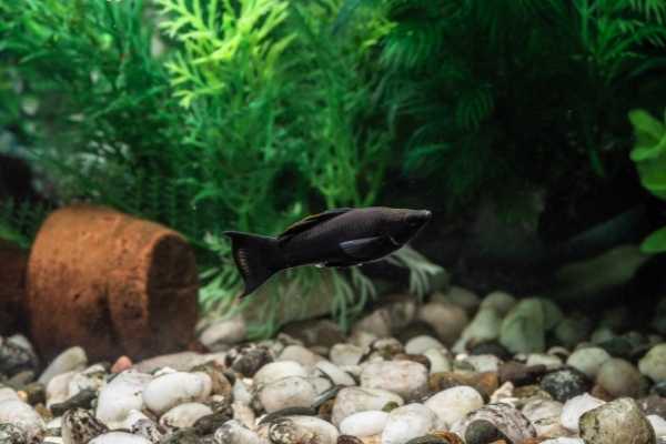 Mollies are not good starter fish for saltwater aquariums