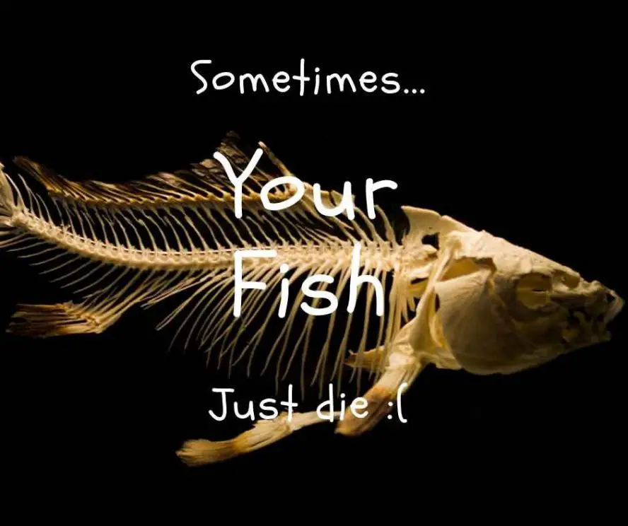fish die