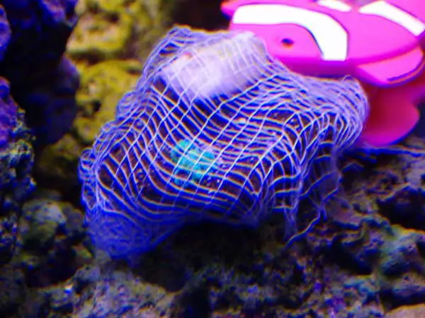 first coral frag