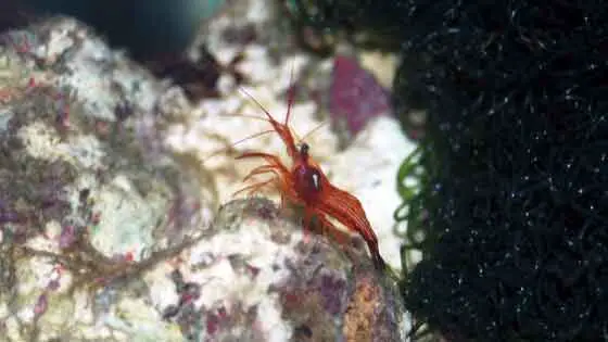 Peppermint shrimp are saltwater shrimp that eat Aiptasia