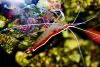 6 Sensational Saltwater Shrimp Every Aquarist Loves