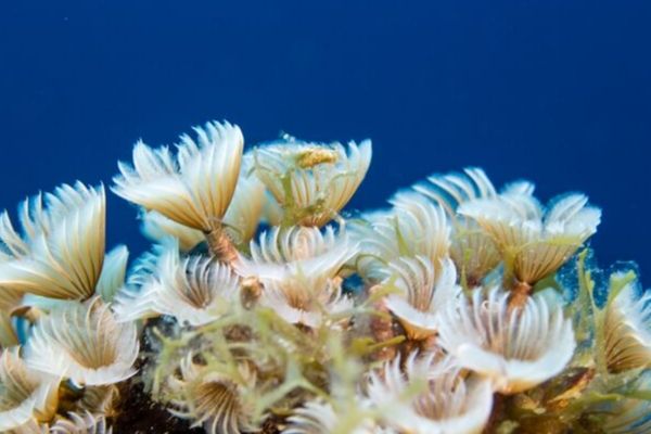 Featherduster worm colony with crowns extended