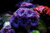Acan coral placed in the foreground of a reef aquarium