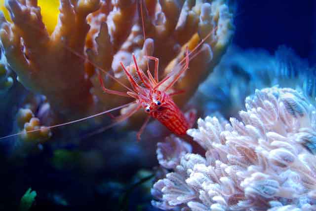 Peppermint shrimp prefer to remain attached to coral or rocks