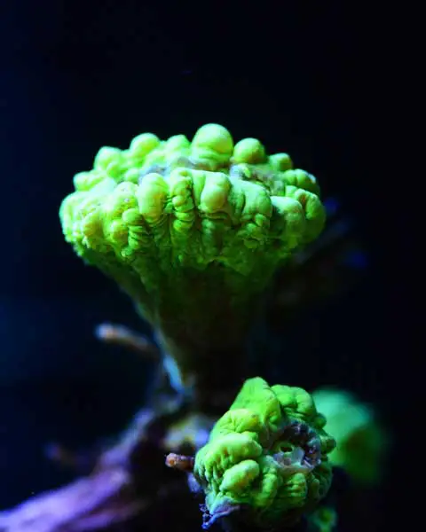 green trumpet coral