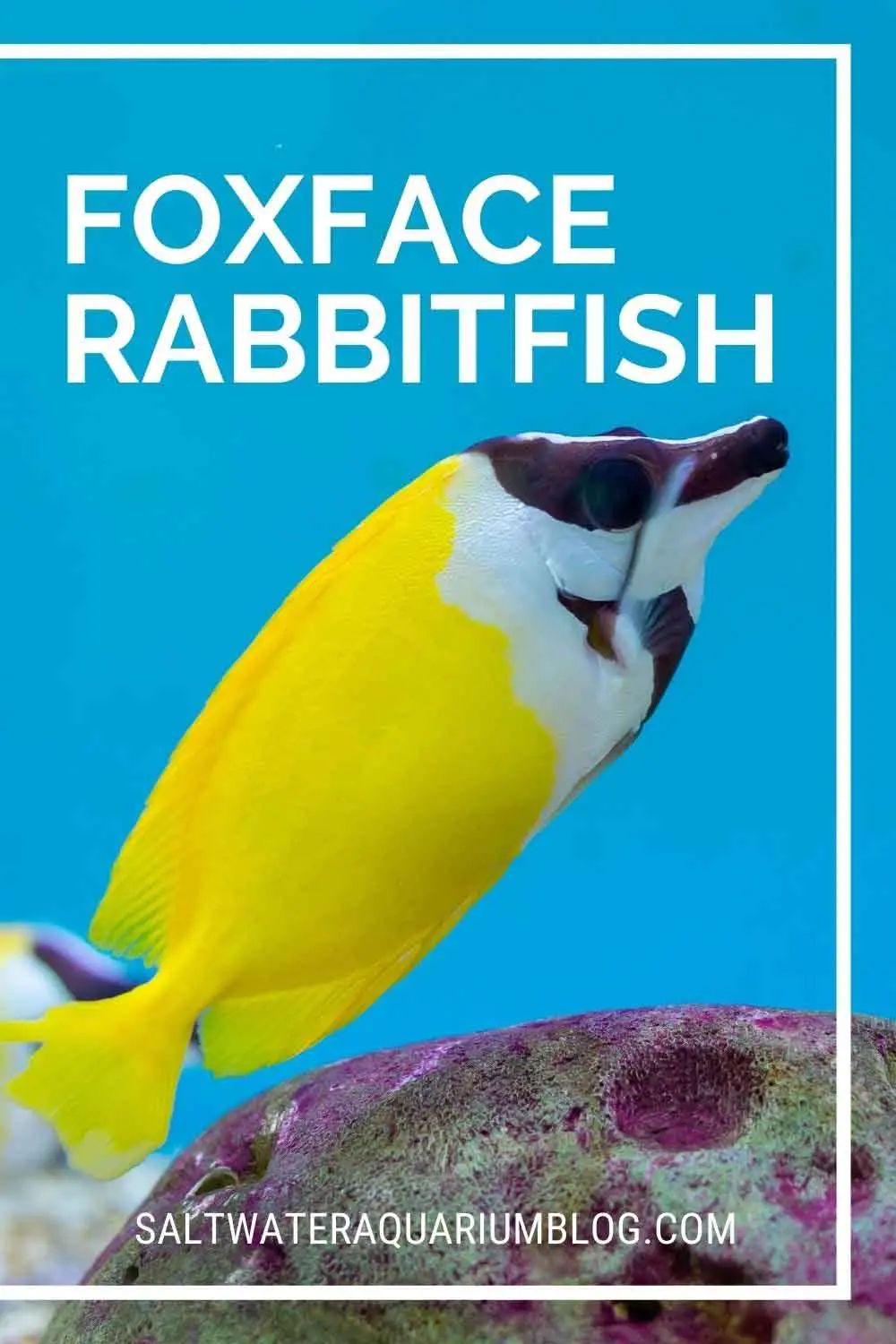 Foxface rabbitfish care guide