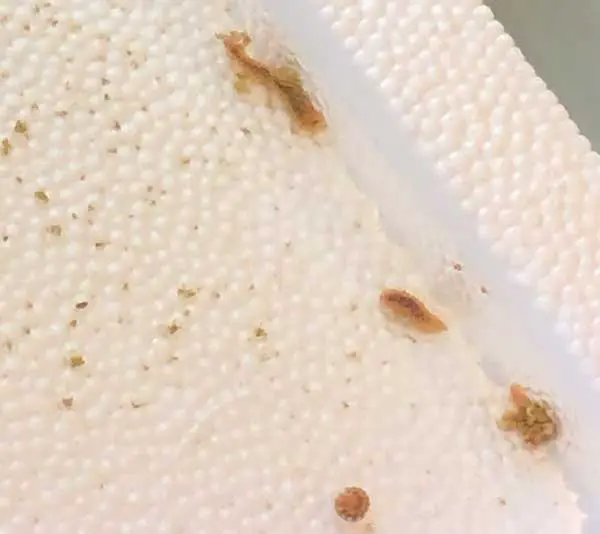 4 bristle worms on styrofoam removed from tank with turkey baster