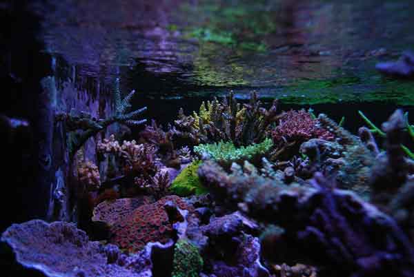 Saltwater Aquarium Blog can help you build a better saltwater aquarium