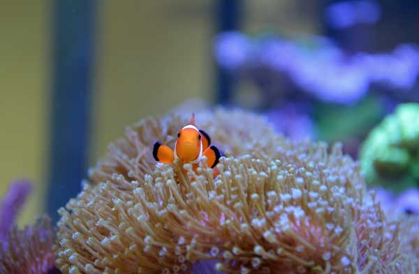Clownfish in coral on Saltwater Aquarium Blog