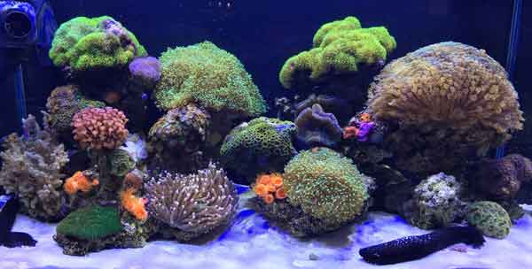 Building a better saltwater aquarium