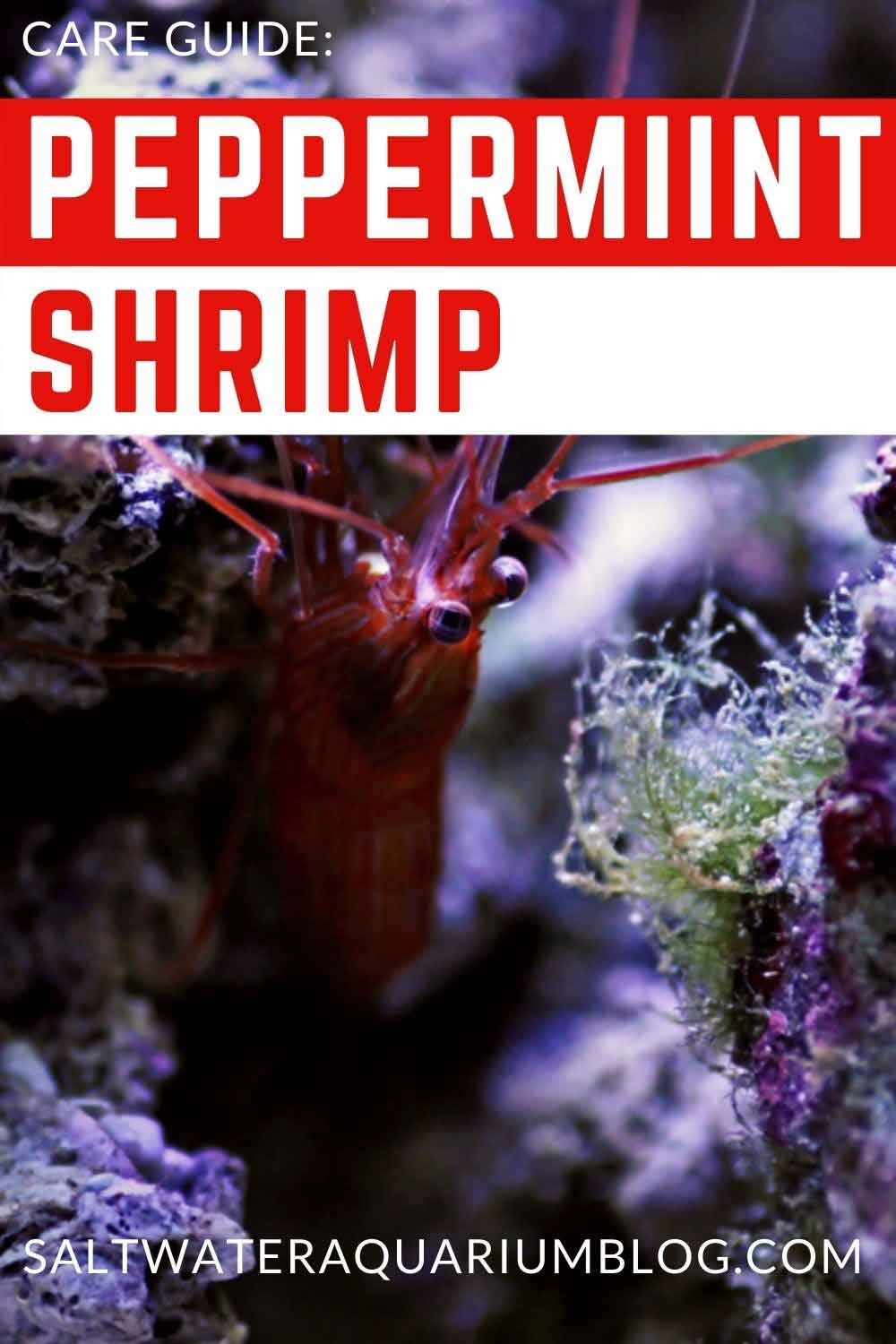 Peppermint shrimp care guide