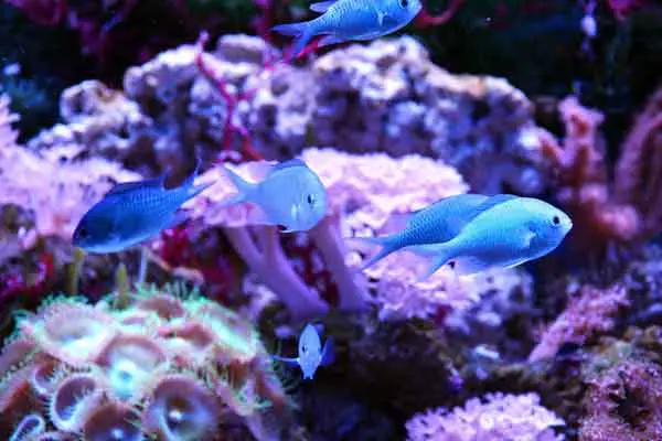 Saltwater aquarium with fish corals and invertebrates