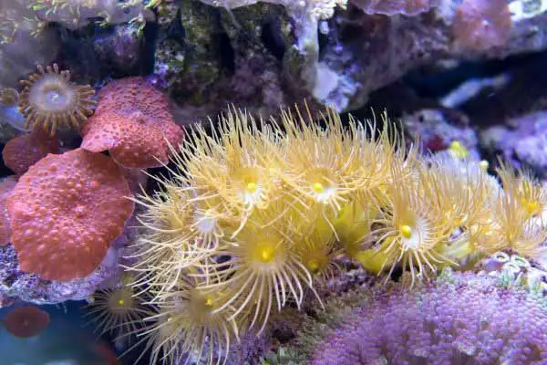 Palythoa zoanthids and red mushroom discoma