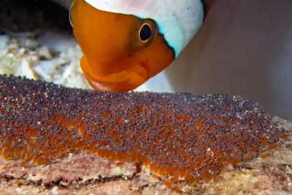 Clownfish guarding its eggs