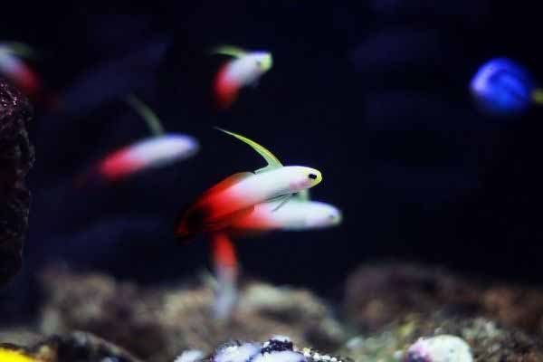 firefish goby in a reef tank black background blue fish