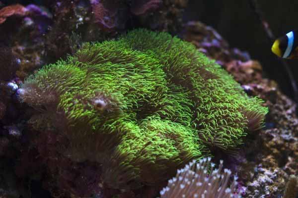 Green star polyps in reef tank