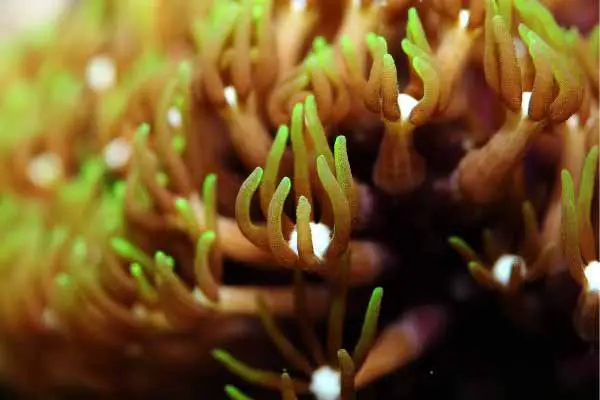 Close-up of green star polyps