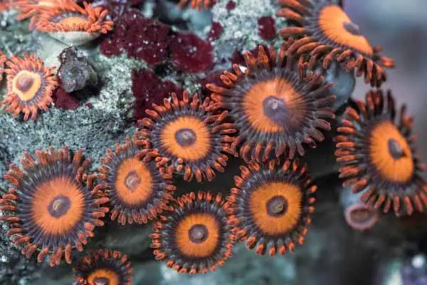 Orange zoanthid corals