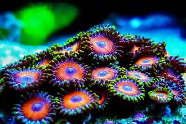 Red, blue, and green zoanthid corals