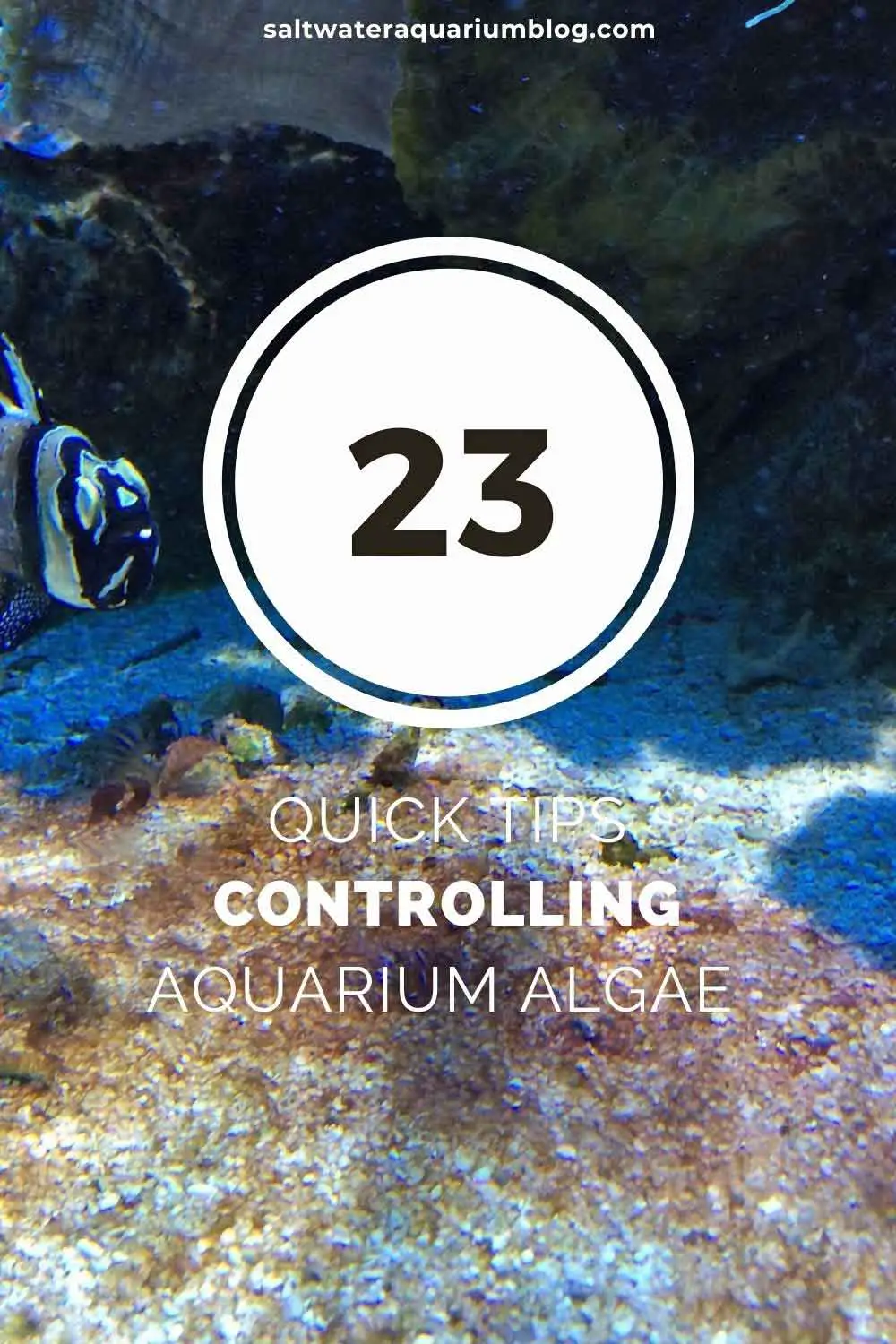 controlling aquarium algae in a saltwater tank
