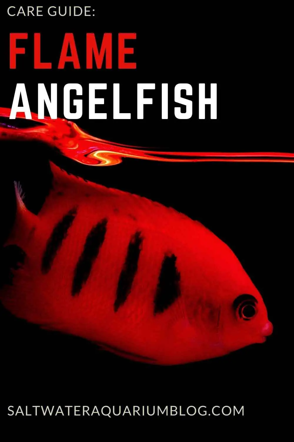 Flame angelfish care guide