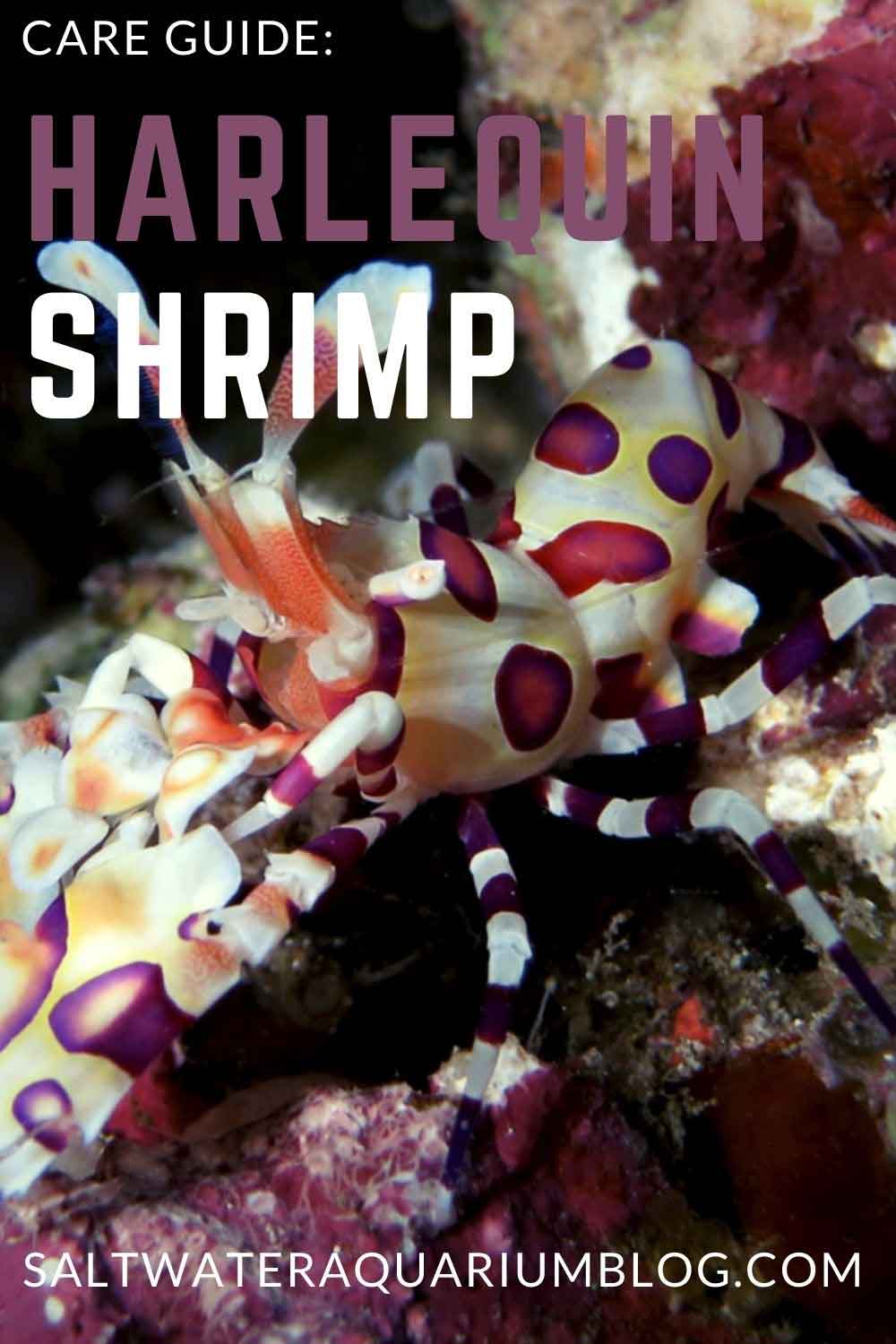 Harlequin shrimp care guide