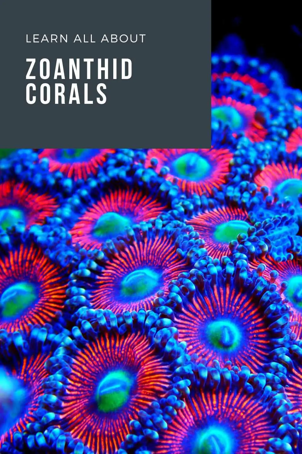 Zoanthids coral care guide