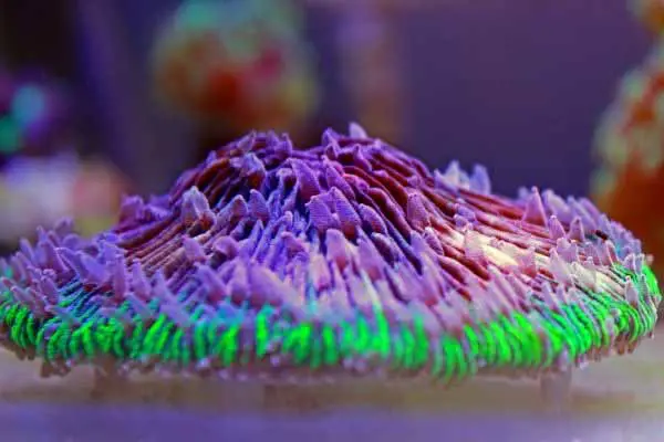 Fungia LPS coral