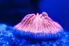 Plate coral LPS