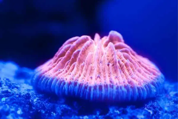 Plate coral LPS