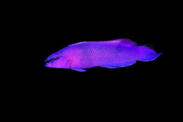 orchid dottyback on a black background note the black line through the eye